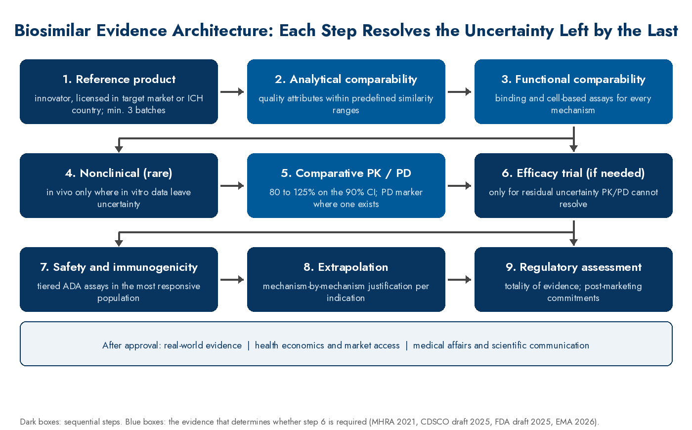 Biosimilar development evidence architecture: nine sequential steps from reference product selection to regulatory assessment, with analytical, functional and PK evidence determining whether an efficacy trial is required